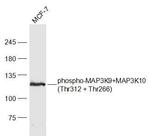 Phospho-MAP3K9 (Thr312) Antibody in Western Blot (WB)