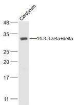 14-3-3 zeta/delta Antibody in Western Blot (WB)