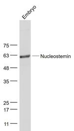 Nucleostemin Antibody in Western Blot (WB)