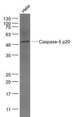Caspase 5 Antibody in Western Blot (WB)