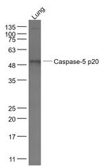 Caspase 5 Antibody in Western Blot (WB)