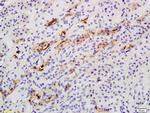 Catalase Antibody in Immunohistochemistry (Paraffin) (IHC (P))