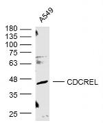 Sept5 Antibody in Western Blot (WB)