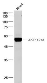 AKT1/2/3 Antibody in Western Blot (WB)