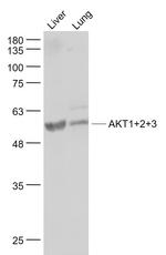 AKT1/2/3 Antibody in Western Blot (WB)