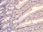 RNA polymerase 2 Antibody in Immunohistochemistry (Paraffin) (IHC (P))