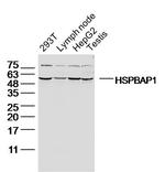 HSPBAP1 Antibody in Western Blot (WB)