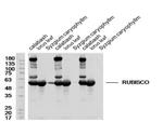 RUBISCO Antibody in Western Blot (WB)