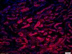 Phospho-MYL9 (Ser20) Antibody in Immunohistochemistry (Paraffin) (IHC (P))
