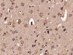 ELOVL2 Antibody in Immunohistochemistry (Paraffin) (IHC (P))