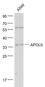 APOL6 Antibody in Western Blot (WB)