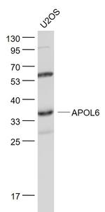 APOL6 Antibody in Western Blot (WB)
