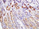 EDA2R Antibody in Immunohistochemistry (Paraffin) (IHC (P))