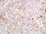 S1P1 Antibody in Immunohistochemistry (Paraffin) (IHC (P))