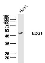 S1P1 Antibody in Western Blot (WB)