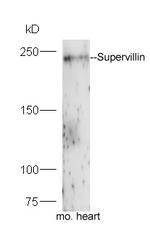 Supervillin Antibody in Western Blot (WB)