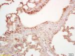 MAL2 Antibody in Immunohistochemistry (Paraffin) (IHC (P))
