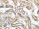 CD200R2 Antibody in Immunohistochemistry (Paraffin) (IHC (P))