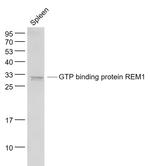 GTP binding protein REM1 Antibody in Western Blot (WB)