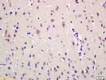 Ribonuclease Inhibitor Antibody in Immunohistochemistry (Paraffin) (IHC (P))