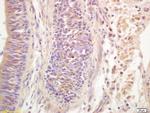 Ribonuclease Inhibitor Antibody in Immunohistochemistry (Paraffin) (IHC (P))