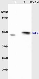 Ribonuclease Inhibitor Antibody in Western Blot (WB)