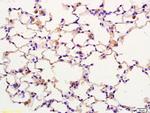 SPON1 Antibody in Immunohistochemistry (Paraffin) (IHC (P))