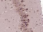 SPON1 Antibody in Immunohistochemistry (Paraffin) (IHC (P))