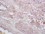 TNMD Antibody in Immunohistochemistry (Paraffin) (IHC (P))