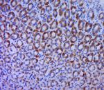 BTG1/BTG2 Antibody in Immunohistochemistry (Paraffin) (IHC (P))