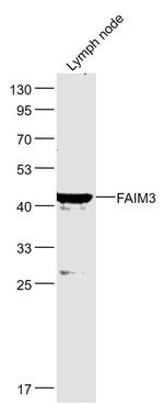 FAIM3 Antibody in Western Blot (WB)