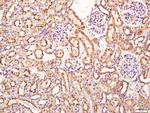 SIRT4 Antibody in Immunohistochemistry (Paraffin) (IHC (P))