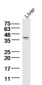 SIRT4 Antibody in Western Blot (WB)