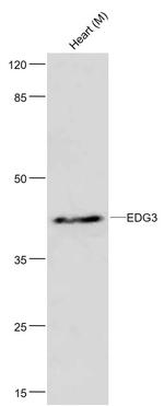EDG3 Antibody in Western Blot (WB)