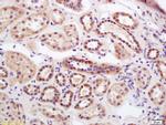 Serine carboxypeptidase 1 Antibody in Immunohistochemistry (Paraffin) (IHC (P))