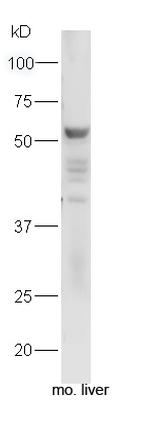Fibrinogen alpha chain Antibody in Western Blot (WB)
