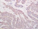 Biglycan Antibody in Immunohistochemistry (Paraffin) (IHC (P))