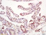 RNF36 Antibody in Immunohistochemistry (Paraffin) (IHC (P))