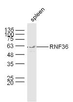 RNF36 Antibody in Western Blot (WB)