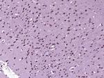 DFFB Antibody in Immunohistochemistry (Paraffin) (IHC (P))