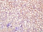 DNase 2 alpha Antibody in Immunohistochemistry (Paraffin) (IHC (P))
