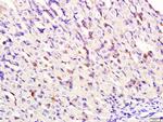 DNase 2 alpha Antibody in Immunohistochemistry (Paraffin) (IHC (P))