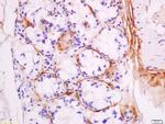 DNase 2 alpha Antibody in Immunohistochemistry (Paraffin) (IHC (P))