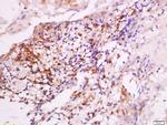 DNase 2 alpha Antibody in Immunohistochemistry (Paraffin) (IHC (P))