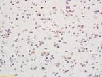 IDO1 Antibody in Immunohistochemistry (Paraffin) (IHC (P))