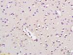 NUP50 Antibody in Immunohistochemistry (Paraffin) (IHC (P))