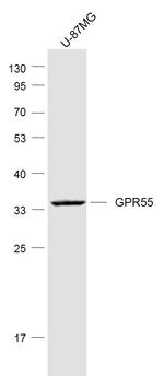 GPR55 Antibody in Western Blot (WB)