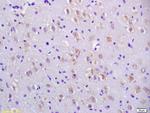 CCDC11 Antibody in Immunohistochemistry (Paraffin) (IHC (P))