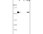 CCDC11 Antibody in Western Blot (WB)