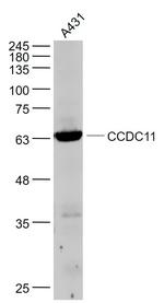 CCDC11 Antibody in Western Blot (WB)